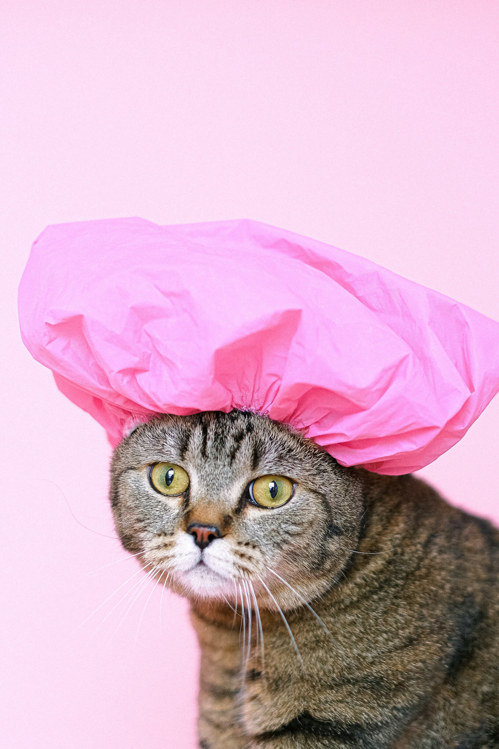 Stock image of a cat with a hat